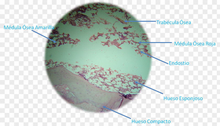 Microscope Bone Beenweefsel Trabecula Histology Anatomy PNG