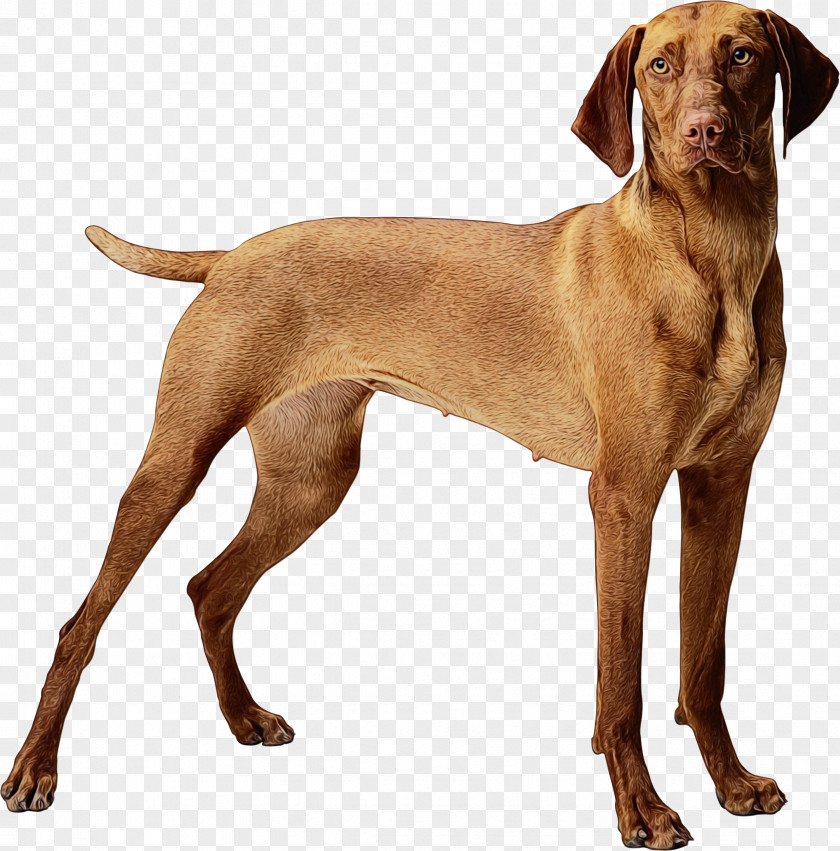 Portuguese Pointer Pointing Breed Dog Vizsla Sporting Group PNG