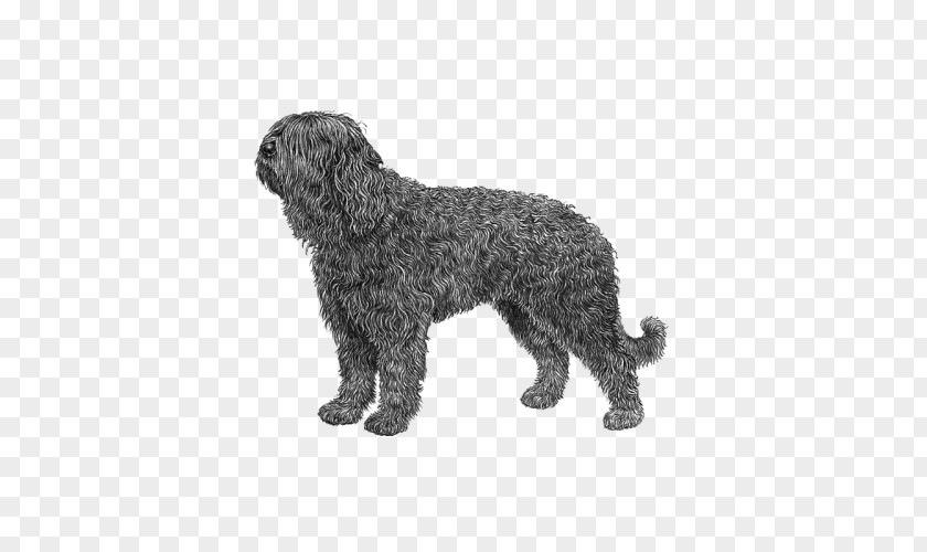 English Springer Spaniel Barbet Spanish Water Dog Wirehaired Pointing Griffon Portuguese Lagotto Romagnolo PNG