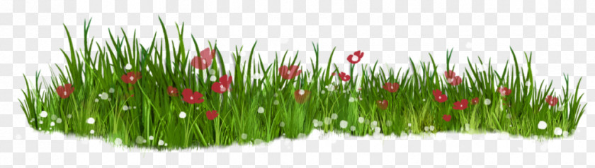 Flower Lawn Grasses PNG
