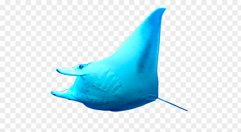Shark Batoidea Ratingen Porpoise Manta Ray PNG