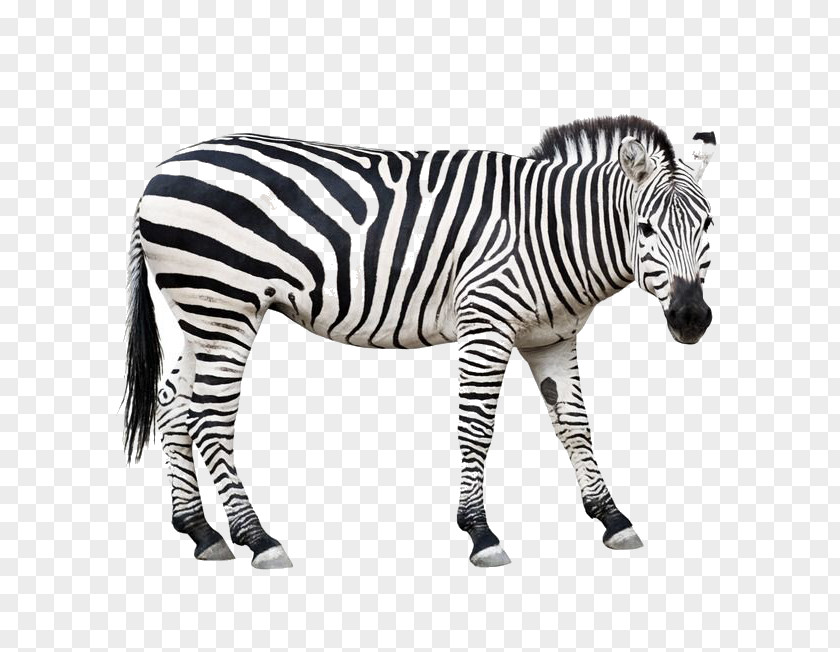 Zebra Burchell's Animal Horse Wildlife PNG