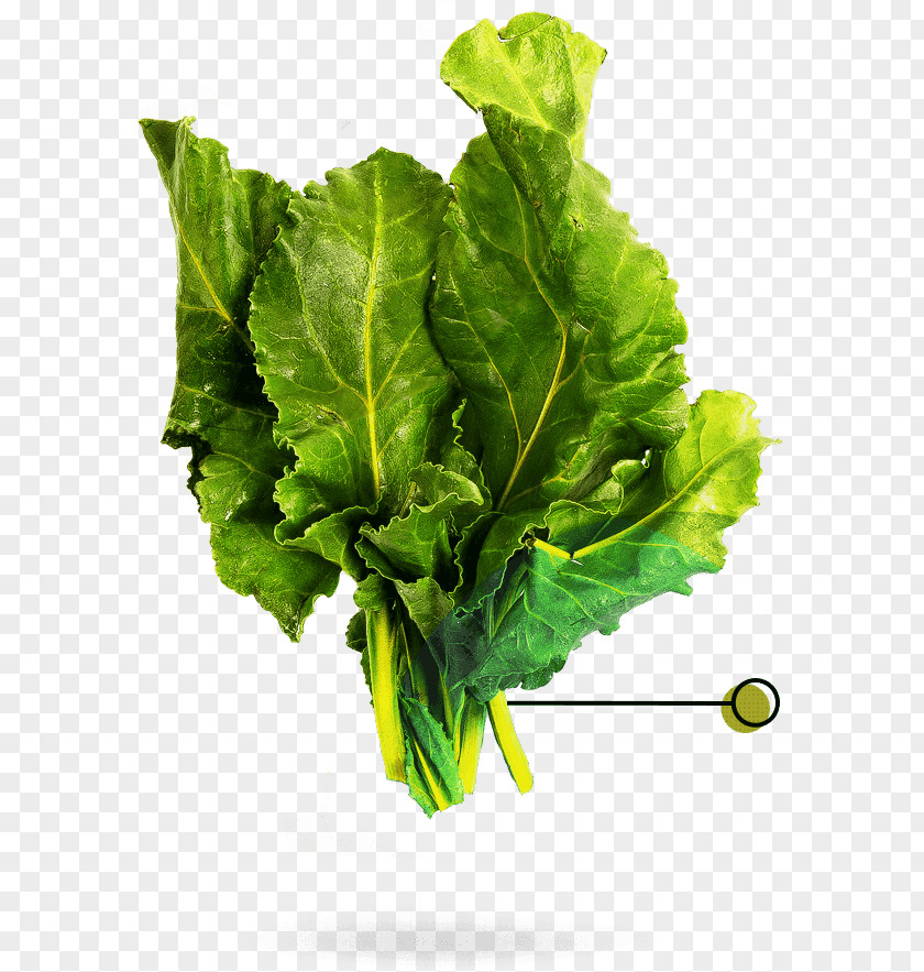 Food Waste Romaine Lettuce Collard Greens Chard PNG