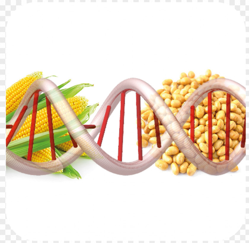 Natural Environment Genetically Modified Organism Food Genetics Genetic Engineering PNG