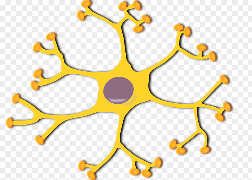 Neuron Nervous System Dendrite Soma PNG