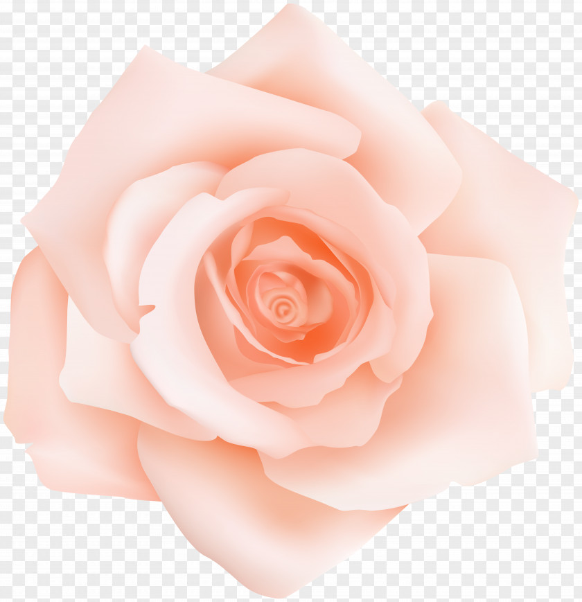 Peach Rose Transparent Clip Art Garden Roses Centifolia Pink Petal Flower PNG