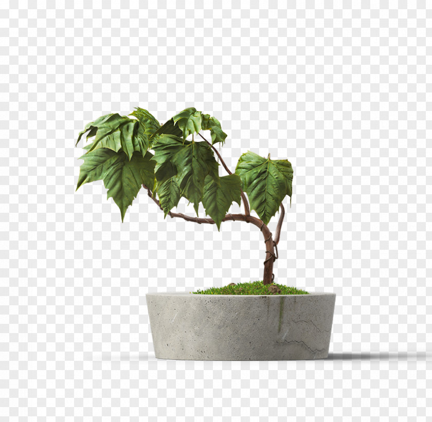 Plant Flowerpot Succulent Houseplant PNG