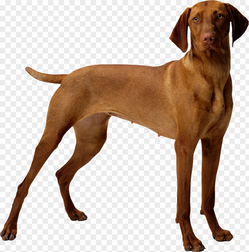 Puppy Great Dane Bulldog Vizsla Jack Russell Terrier PNG