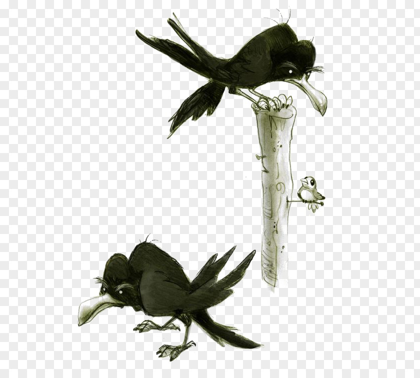 Crow Crows Drawing Model Sheet PNG