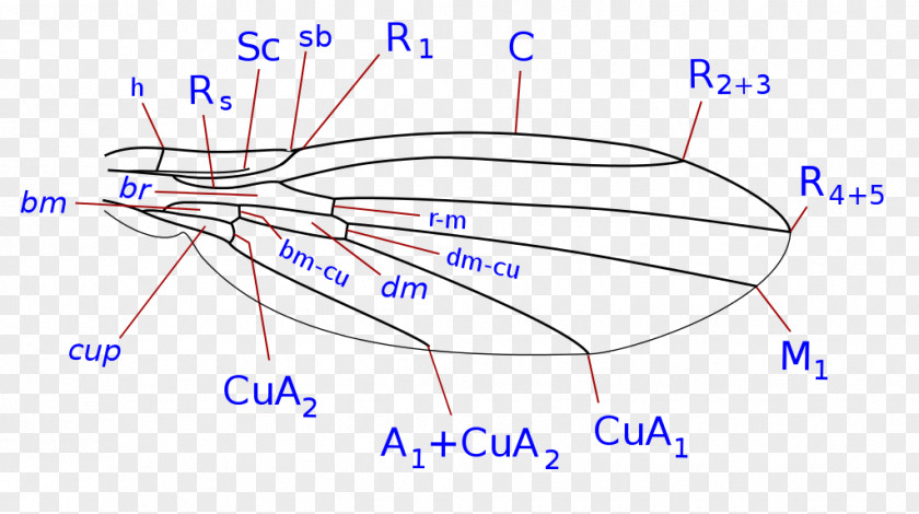 Fly Pipunculidae Holoptic Eudorylas Ruralis Diagram PNG