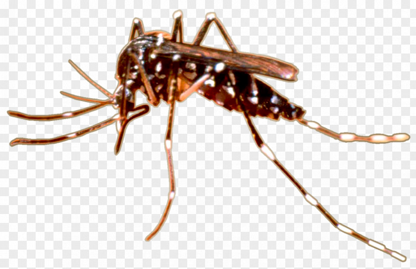 Insect Aedes Albopictus Yellow Fever Mosquito Pest PNG