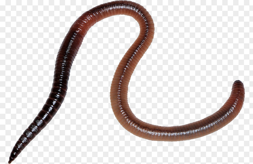 Worms Earthworm PNG