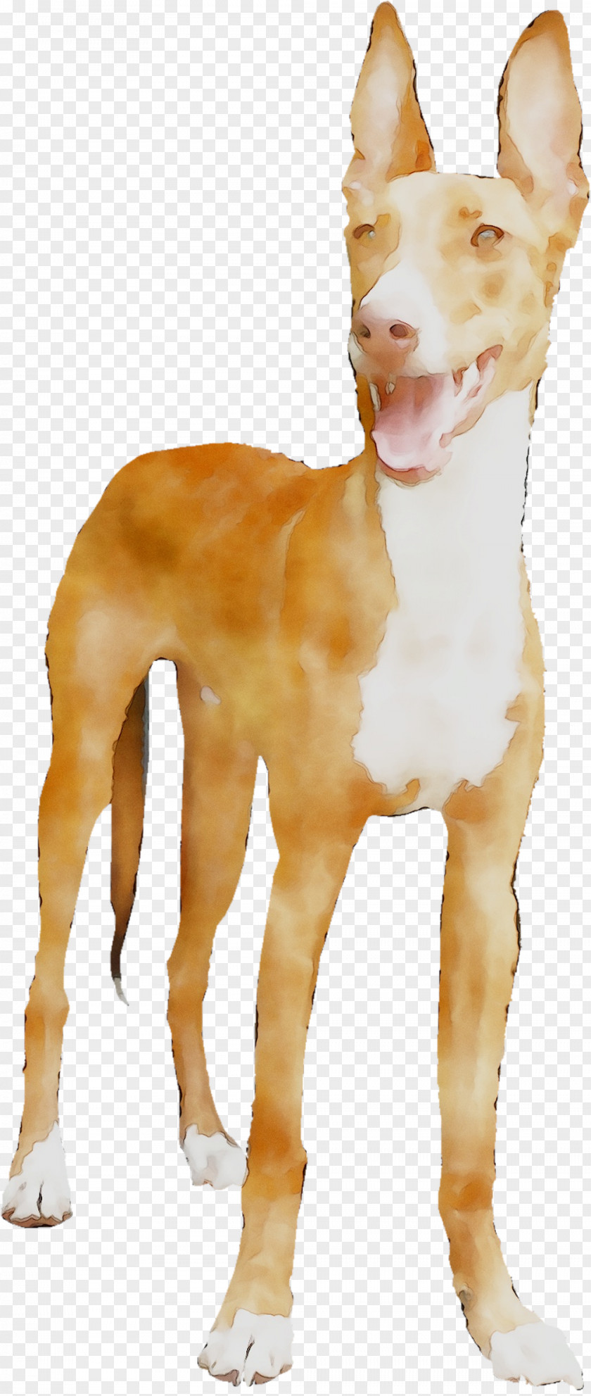 Dog Breed Ibizan Hound Portuguese Podengo Pharaoh Podenco PNG