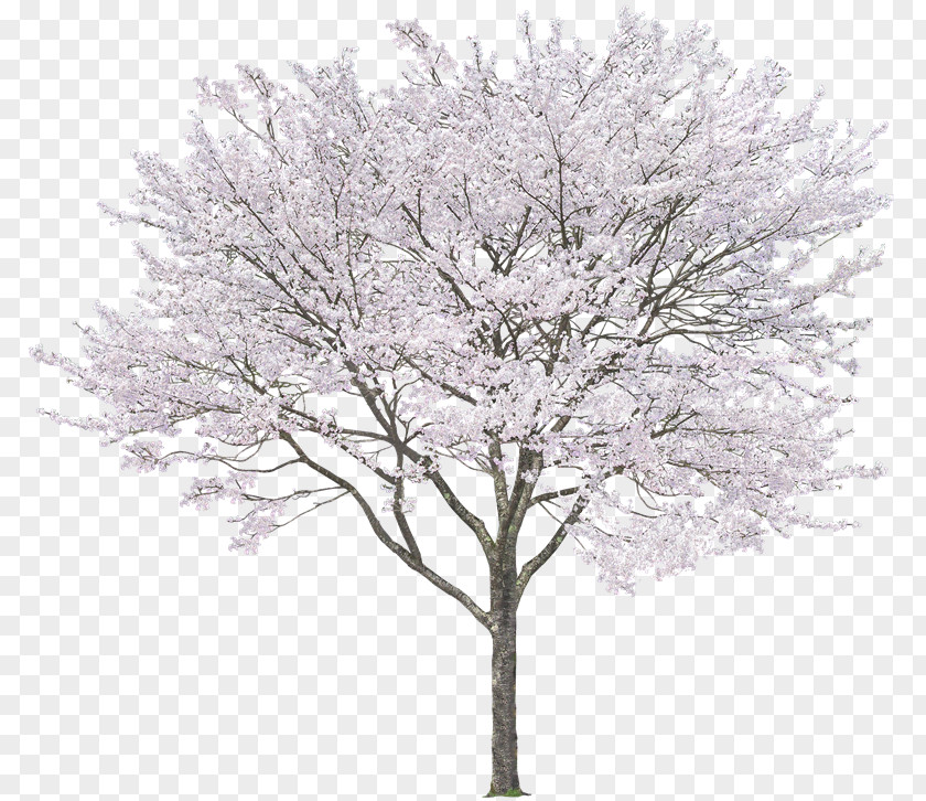Sakura Tree Eastern White Pine Rendering PNG