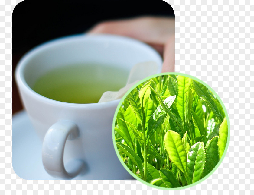 Tea Green Matcha Masala Chai White PNG