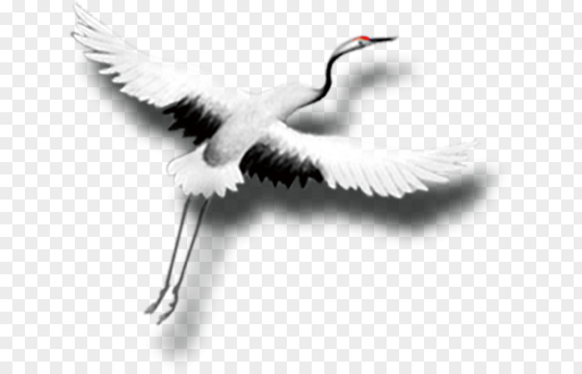 China Wind Egret Red-crowned Crane PNG