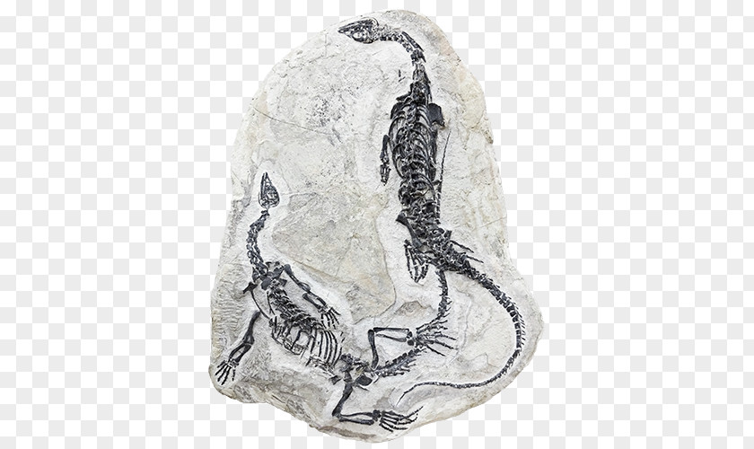 Dinosaur Fossils Fossil Reptile Ammonites Paleontology Reptilien, Amphibien & Fische PNG