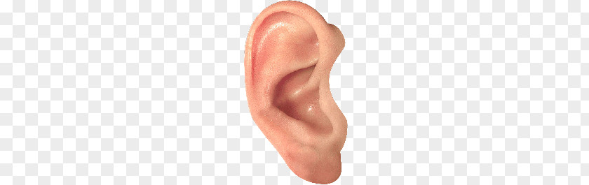 Ear PNG clipart PNG