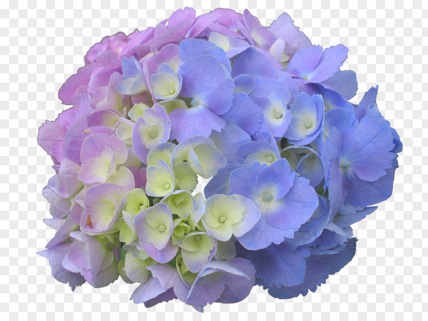 Hydrangea French Panicled Flower Garden Dear Spring PNG