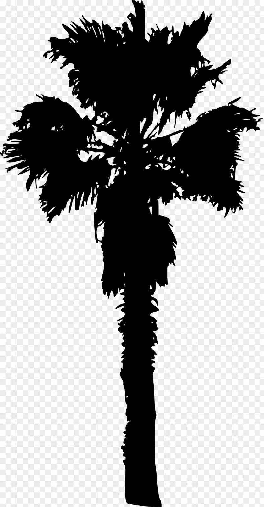 Palm Trees Tree Woody Plant Arecaceae PNG