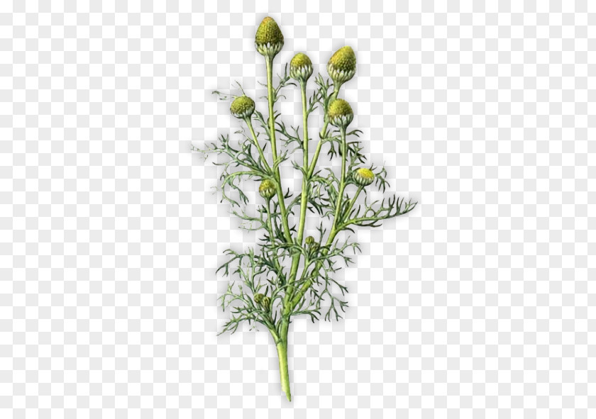 Plant Pineappleweed Stem German Chamomile Clip Art PNG