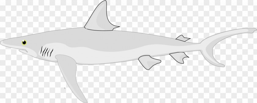 Shark Requiem Chondrichthyes Fish PNG