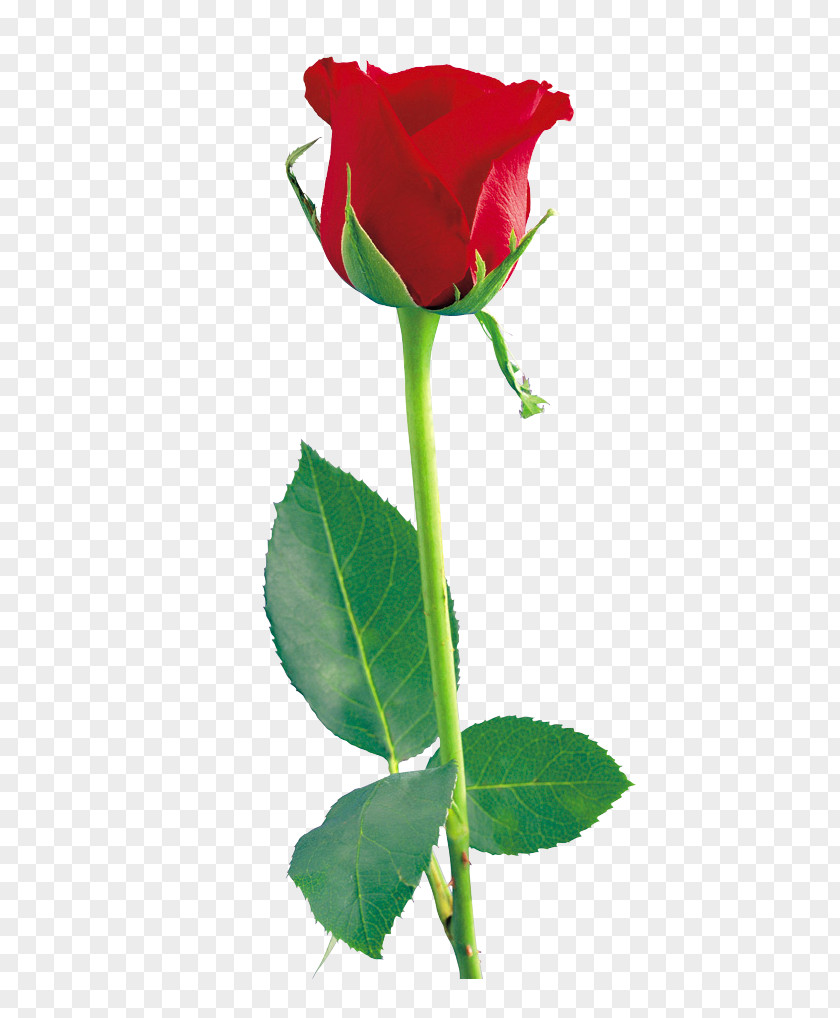 Single Red Rose File Clip Art PNG