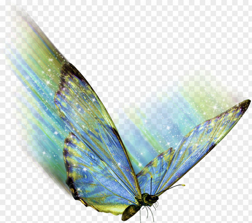 Watercolor Butterfly .az .net .de .hu PNG