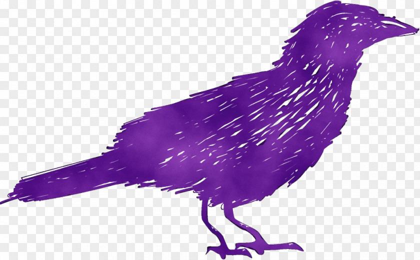 Drawing Feather PNG