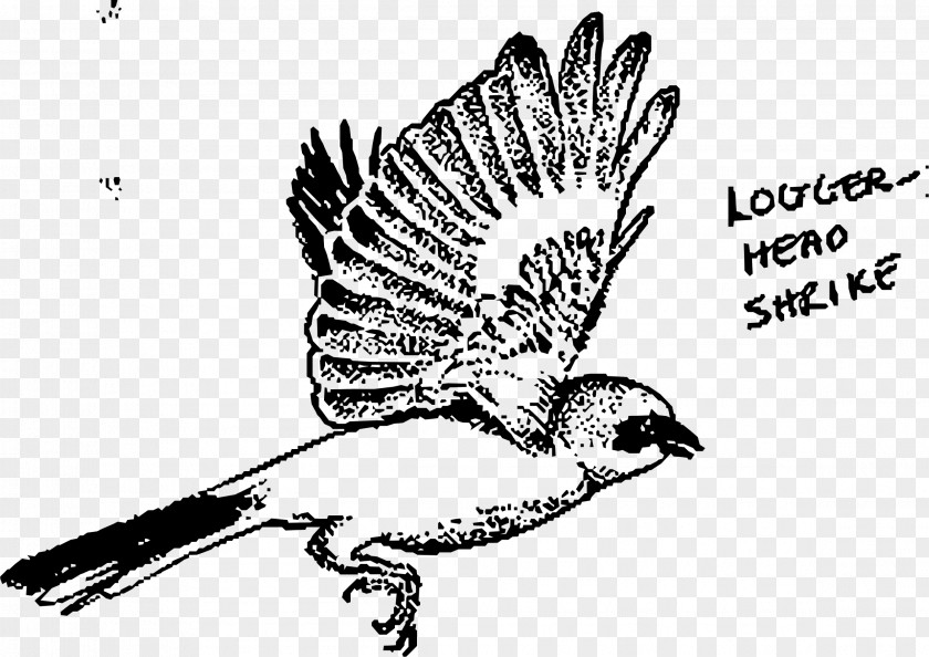 Flying Bird Mockingbird Loggerhead Shrike Drawing PNG