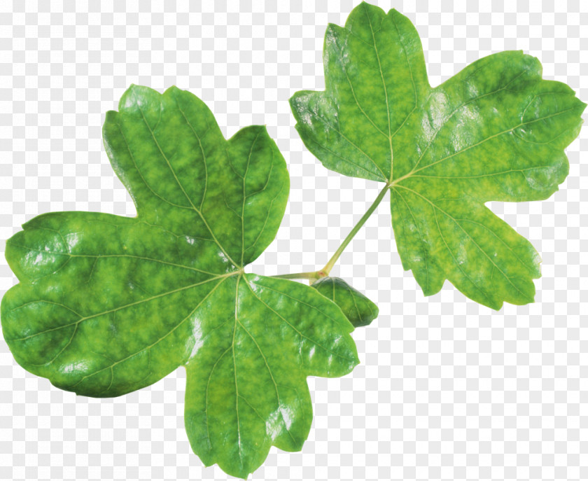 Fresh Green Leaves Picture Leaf Clip Art PNG
