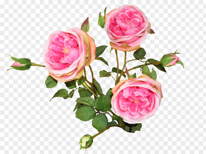 Garden Roses French Rose Cabbage Floribunda Flower Bouquet PNG