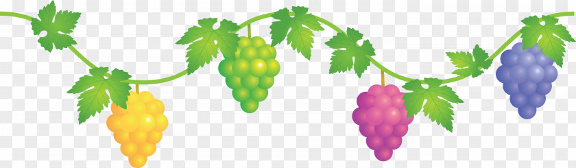 Grape Grapes Fruit PNG