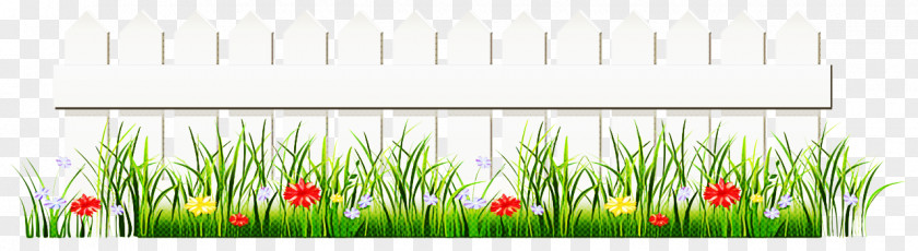 Grass Family Plant Lawn PNG