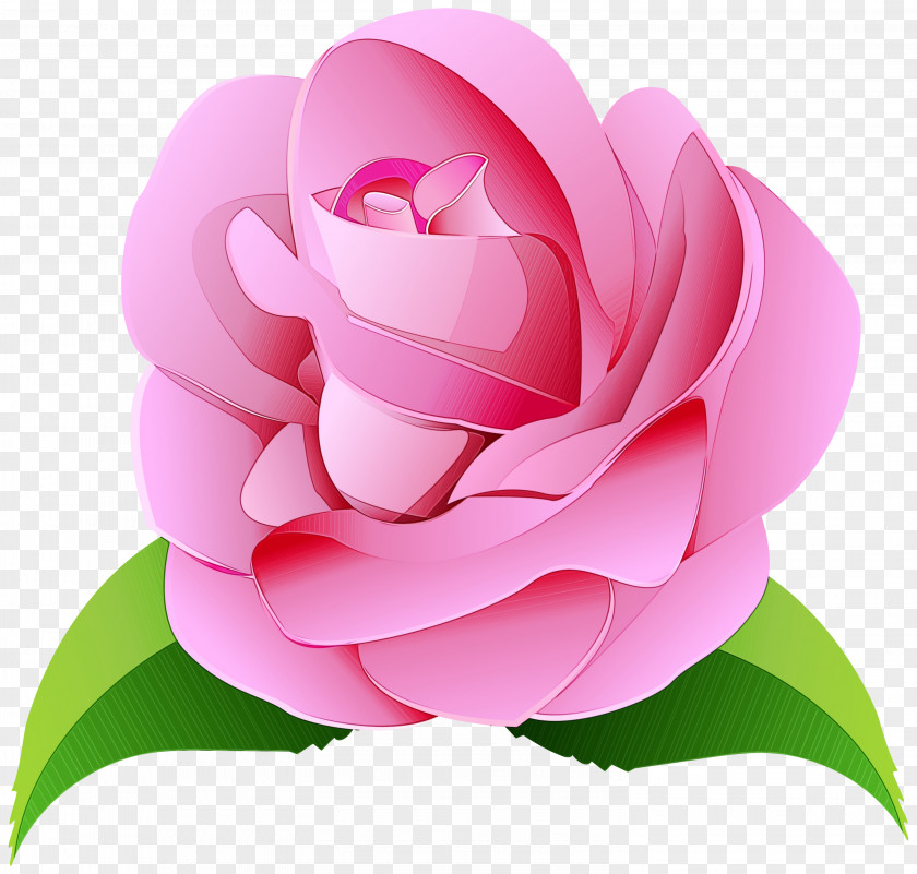 Magnolia Theaceae Garden Roses PNG