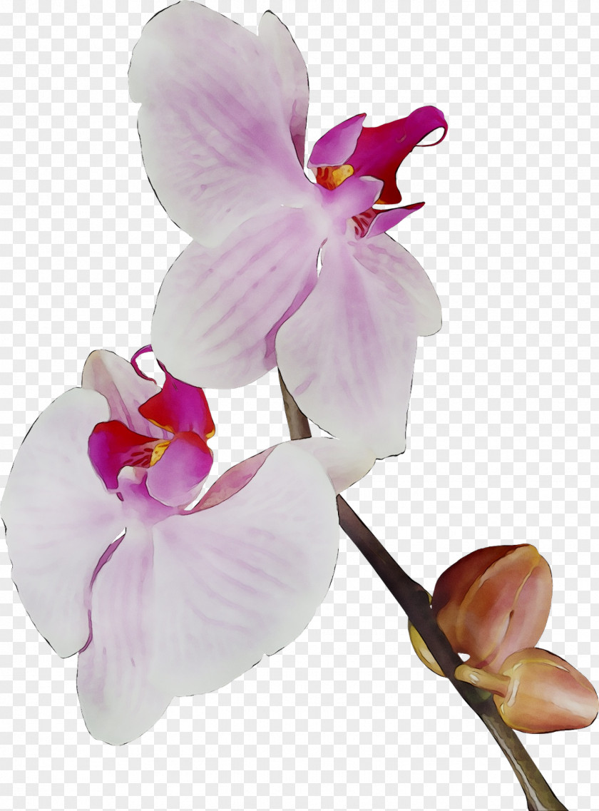 Moth Orchids Cut Flowers Plant Stem PNG