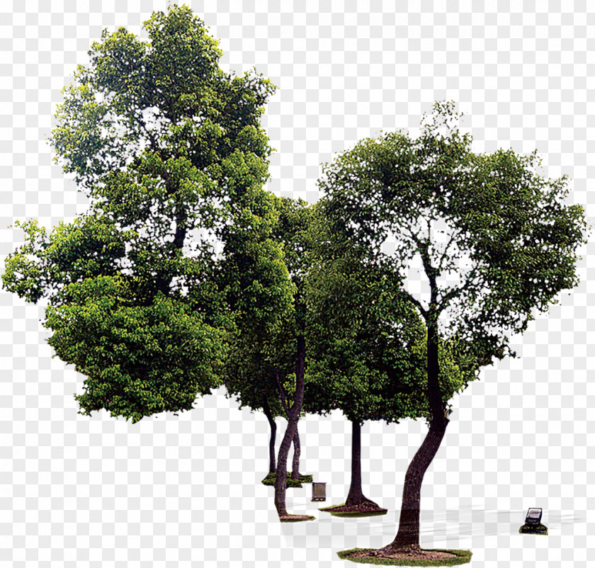 Tree Oak Houseplant PNG