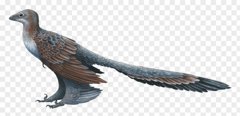 Turkey Bird Changyuraptor Microraptor Deinonychus Feathered Dinosaur PNG