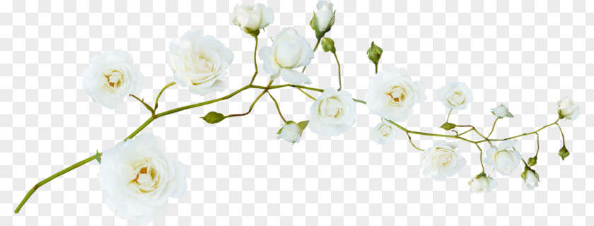 White Plum Flower Green PNG