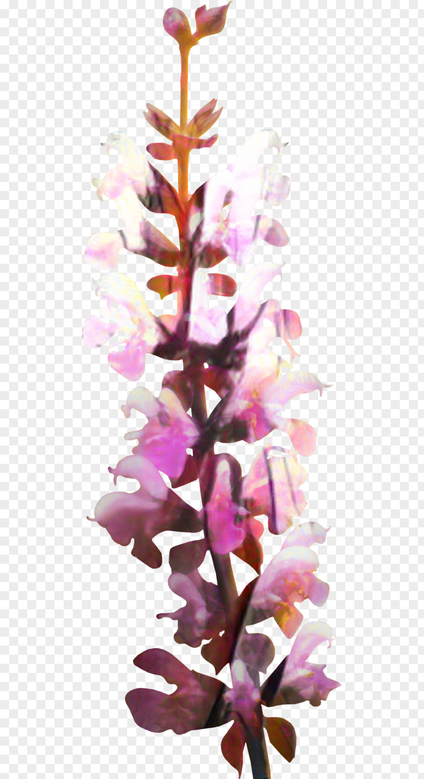 Wildflower Magenta Floral Spring Flowers PNG