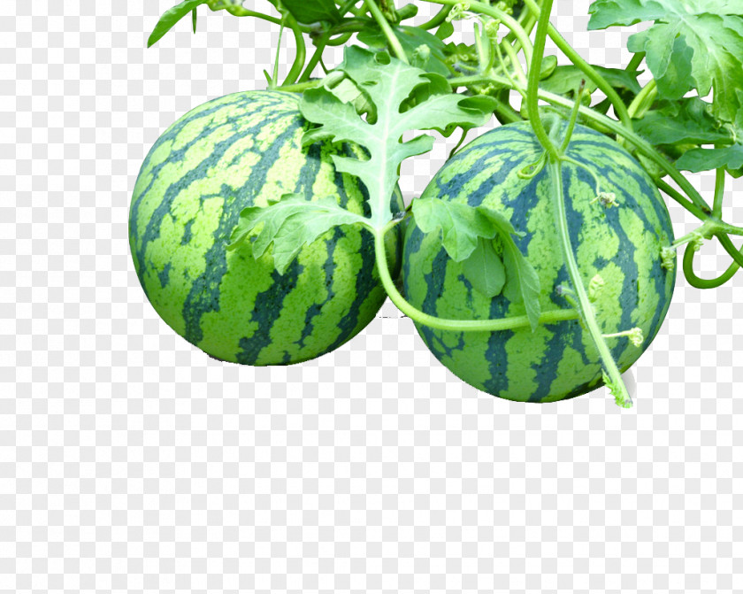 2 Large Watermelon Vegetable Auglis PNG