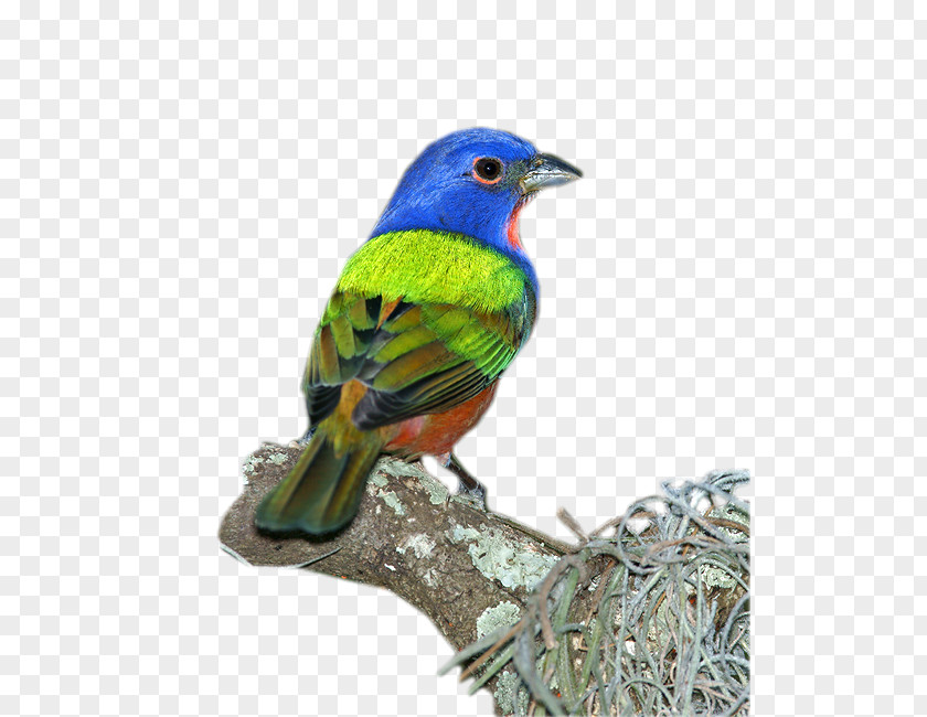 Bird Ortolan Bunting Finches Painted Lazuli PNG
