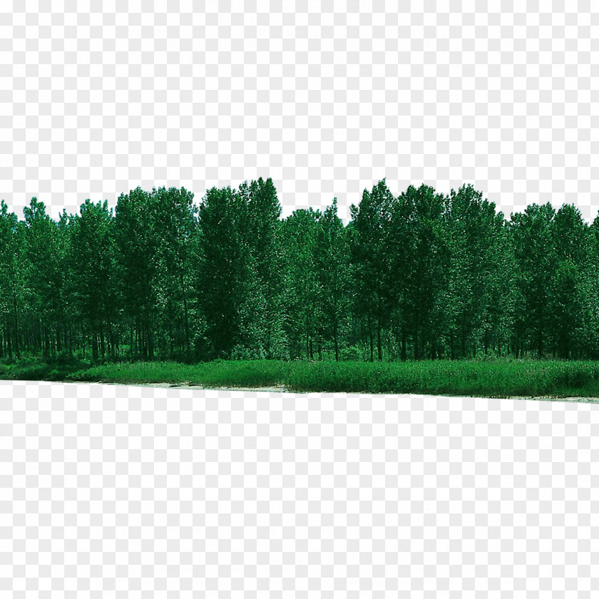 Forest Forested Tree PNG