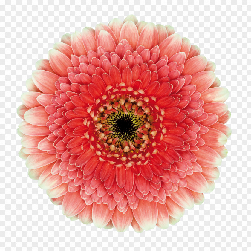 Gerbera Transparent Transvaal Daisy Cut Flowers Rockstar Games Chrysanthemum Blu-ray Disc PNG
