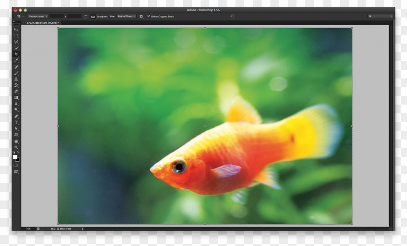 Goldfish Interface Keyboard Shortcut Feeder Fish Tab Key PNG