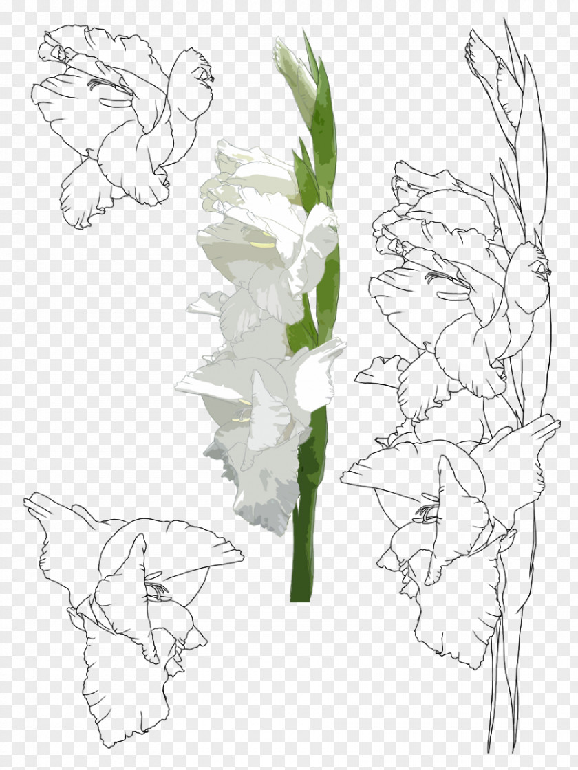 Hand-painted Gladiolus Floral Design Flower Xd7gandavensis Painting Illustration PNG
