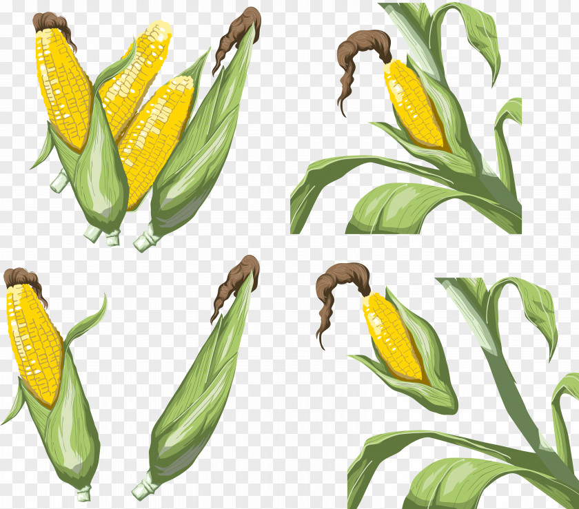 Corn Vegetable Maize On The Cob PNG