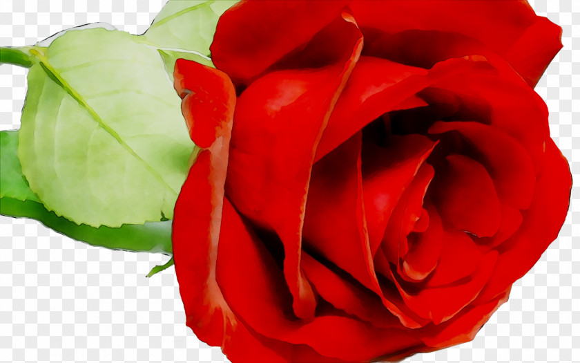 Desktop Wallpaper Flower Rose Image PNG