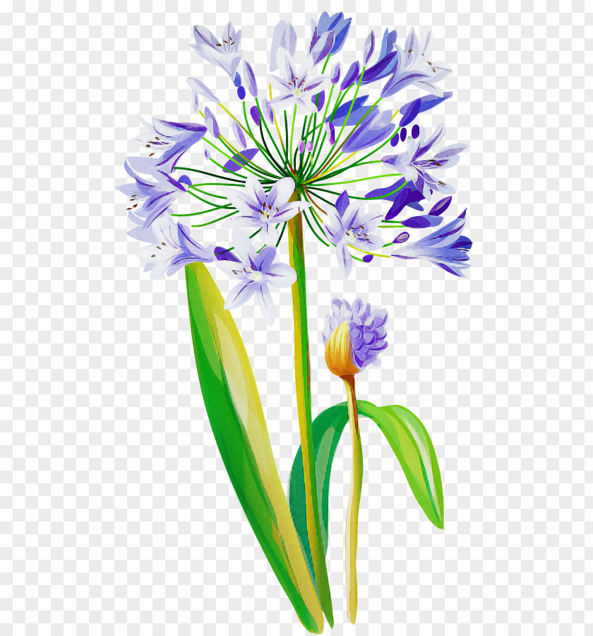 Flower Plant Purple Petal Cut Flowers PNG