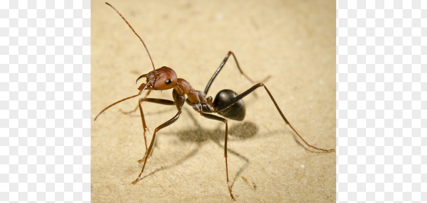 Insect Cataglyphis Bullet Ant All About Ants Walking PNG